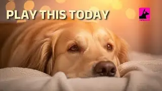 🎆 Anxiety SOS for Dogs | Play This Today • New Year Calm Stream