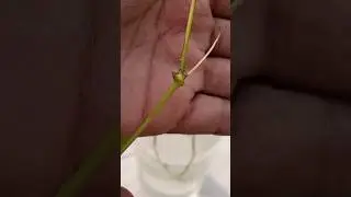 How to Propagate jasmine plant in water #howtopropagatejasmineplant #mograjasmineplantpropagation