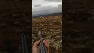 Rare double hit on willow ptarmigan 🪶🔥