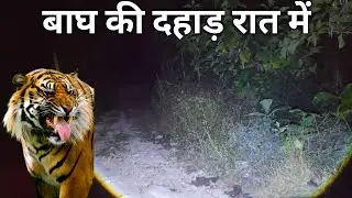 jim corbett national park latest video Tiger Roar 