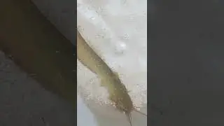 Madani videos