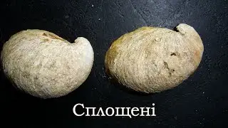 Сплощені