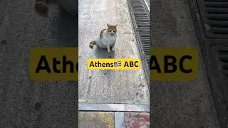 🥰ABC Athens Beautiful Cats 🐈 🐈&zwj;⬛ 😻#cat #travel #communitycats #adorableanimals #athens #greece