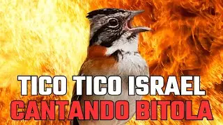 Tico tico Israel cantando para fora com bitola poderosa ideal para ensinamento de filhotes!!!