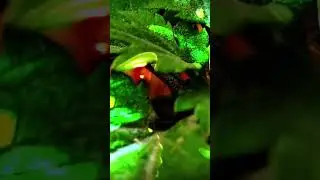 new bast phone camera video  🩷