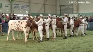 AWS 2016: JUNIOR HANDLER CHAMPIONSHIP