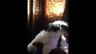 BRUSH ATTACK