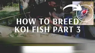 The MOST Important Steps in Koi fish breeding in 2023 Part 3 (nobody is doing this yet)