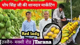 ताइवान रेड लेडी 786 F1 पपीता का बगीचा , पोप सिंह जी (तराना) MP #papayafarming #jangidnursery 