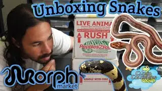 Unboxing Snakes from Morphmarket.