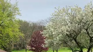 Spring White Tree Blossoms, Birds Chirping May 18 2020 3pm Northbrook-Chicago  Illinois
