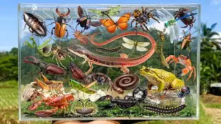 I Am catching insects in the garden, I got Mantis, Grasshopper, Bettle, Spider, Millipede, Dragonfly