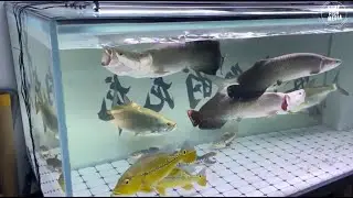 Incredible of Aquarium Setup: Betta Fish, Goldfish, Tropical and Koi Fish Care Tips #131
