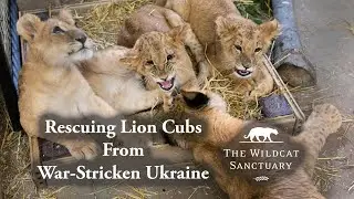 Rescuing Lion Cubs From War-Stricken Ukraine || The Wildcat Sanctuary