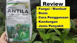 Review Fungisida ANTILA 80 WP | Fungsi / Manfaat, Dosis / Takaran, Cara Penggunaan Fungisida Antila