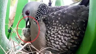 Dove Eats its OWN Baby & THROWED Immature baby Out | Dove bird in nest video