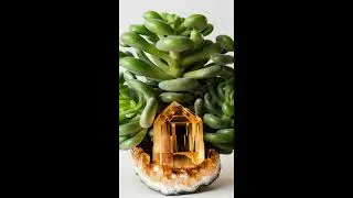 Cosmic Botany:  Crystals & Houseplants Jade Plant Crassula + Citrine / The Green Witch Collection