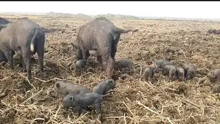 morning animal crossing new horizons animal Bill pig video