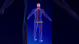 Performance starts in the nervous system&mdash;not the muscles. #performbetter #physicalperformance