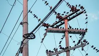 Why Birds Don't Get Electric Shock Despite Sitting on High-Voltage Wire ? | Electrical Engineering