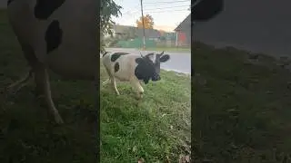 Cows Fleeing the Kursk Region, An Unusual Escape