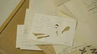 Libro en el Acervo