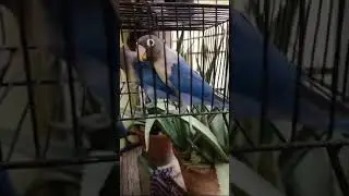 #lovebirds  #violet  persnata breeder pair #fischer