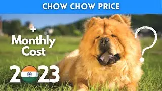 Chow Chow Dog Price in India 2023 (Monthly Expenses Included)