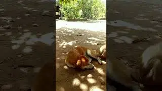 How beautiful ?  #monkey - #memes - #monkeys - #funny - #meme } #fbreels #reels