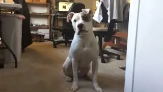 Snow the Pit Bull and the Back-Up Experiment