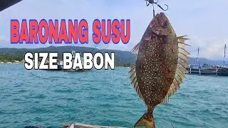 MANCING BARONANG SUSU SIZE BABON @Ngusepbaronangchannel