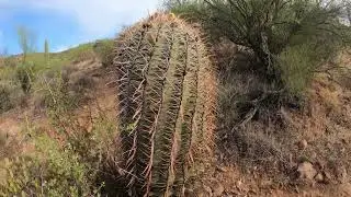 Butcher Jones trail at Saguaro Lake