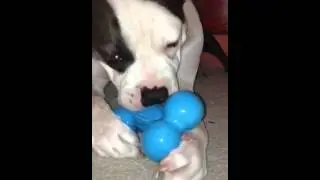 Oscar product tests JW Megalast Bone