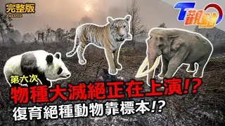地球第六次物種大滅絕上演中!? 2050無尾熊將消失!? 復育絕種動物靠標本!? 解密!標本師的動物重生術 T觀點20240302(完整版)