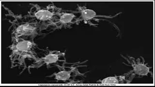 Filasterea