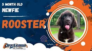 Rooster | 5 Month Old Newfie | Off Leash Newfie Training, Georgia