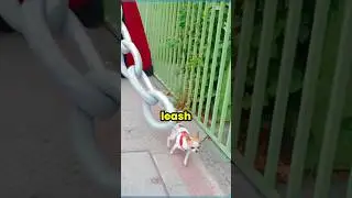 Don't Drop Your Dogs Leash 🐕