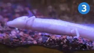 Texas Blind Cave Salamander Take 5!