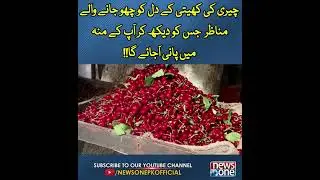 Cherry Ki Kheti Kay Barah e Rast Manazir | Cherry Farming In Gilgit | #Shorts