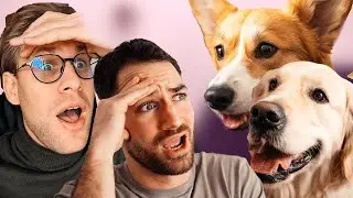 KUTYA IQ PÁRBAJ - Tofu VS Toby