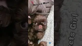 Hairy six-week-old (delighted?) meeting wow. The beauty puts her bum on his head. #chocolategriffon