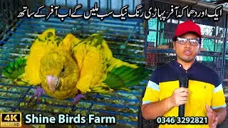 Shine Birds Setup 2025 Karachi | Extreme Price Drop in Exotic Birds and Parrots