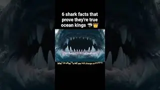 SHARKS: Ocean's Ultimate Predators | Wild Facts with Amazing Moments