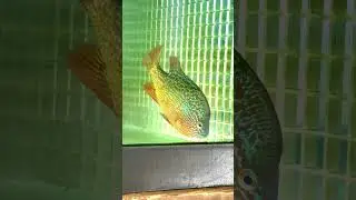 Longear Sunfish!!