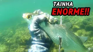 ACREDITE SE QUISER, ESSAS TAINHAS PASSAM NO RASO!!  PESCA SUB !! | CAUAN FISH 