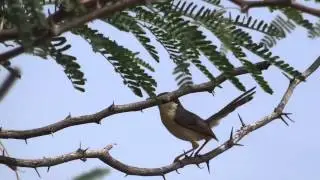 Ashy Prinia bird (Prinia socialis)
