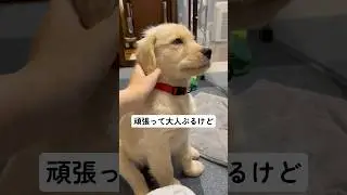 頑張って大人ぶって見たけどやっぱり子犬な子犬【ゴールデンレトリバー】 #goldenretriever #dog