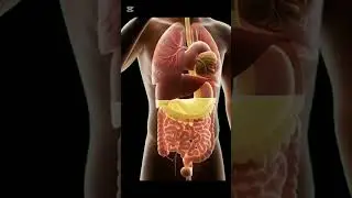 Lemon Inside Your Body | Benefits & Side Effects | Medical Food Visuals