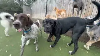 Holiday group play for the dogs at Wag Atlanta!