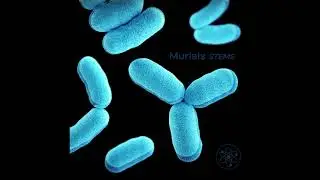 Murials - Stems